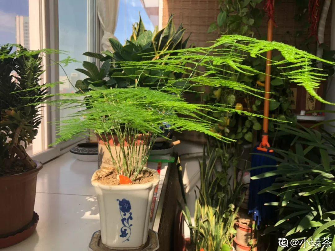 人养花,花也养人,这15种花,越养家里越干净