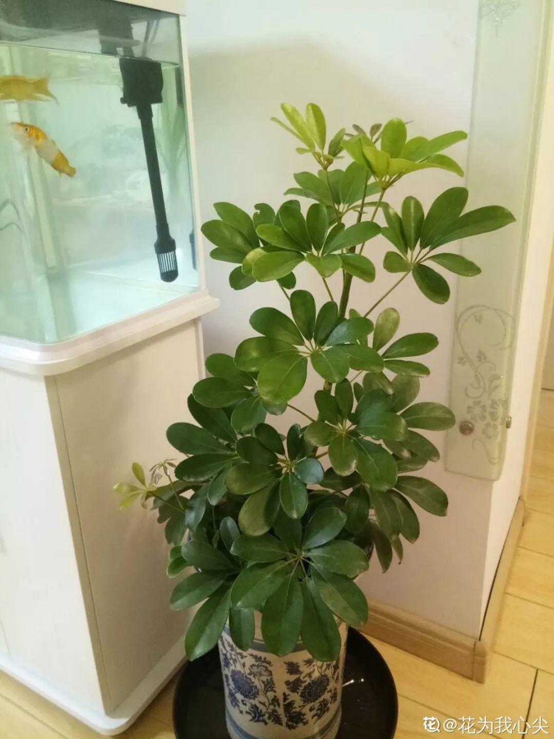 人养花,花也养人,这15种花,越养家里越干净