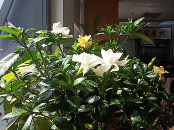 人养花,花也养人,这15种花,越养家里越干净