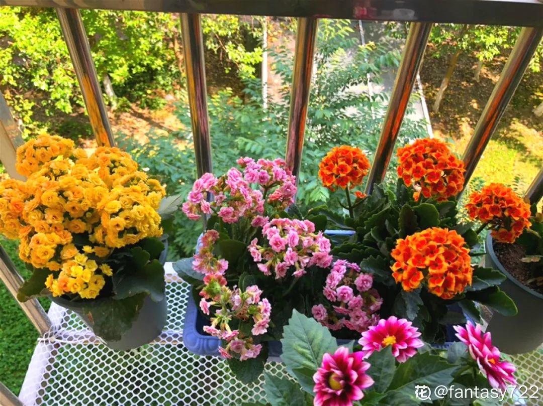 人养花,花也养人,这15种花,越养家里越干净