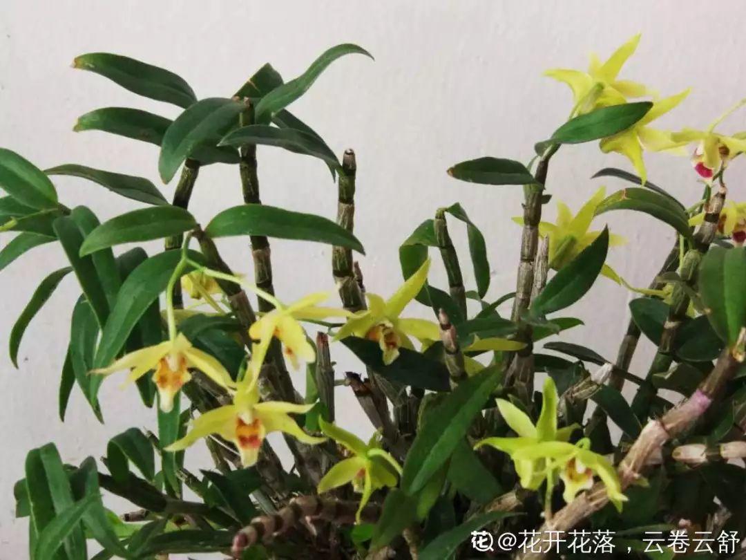 人养花,花也养人,这15种花,越养家里越干净