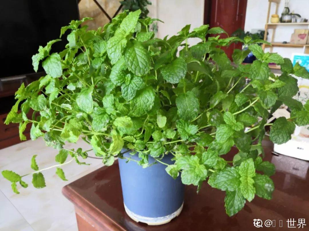 人养花,花也养人,这15种花,越养家里越干净