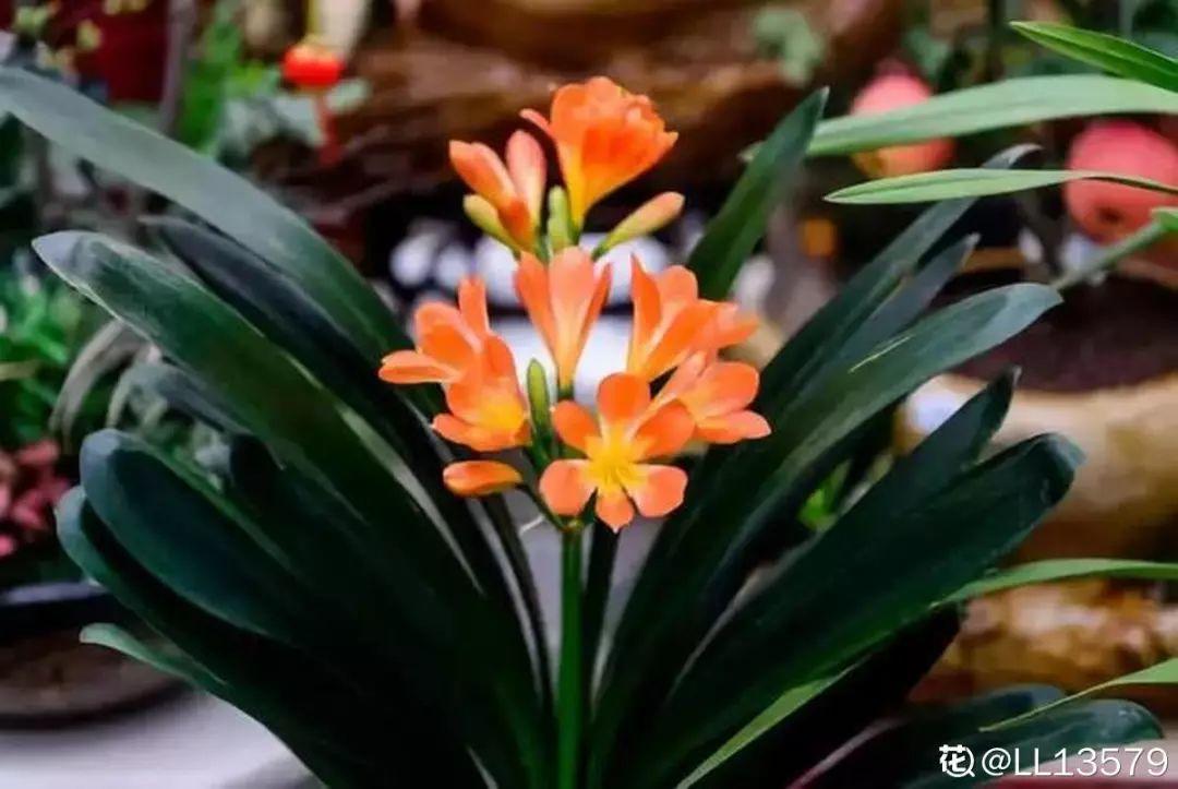 人养花,花也养人,这15种花,越养家里越干净