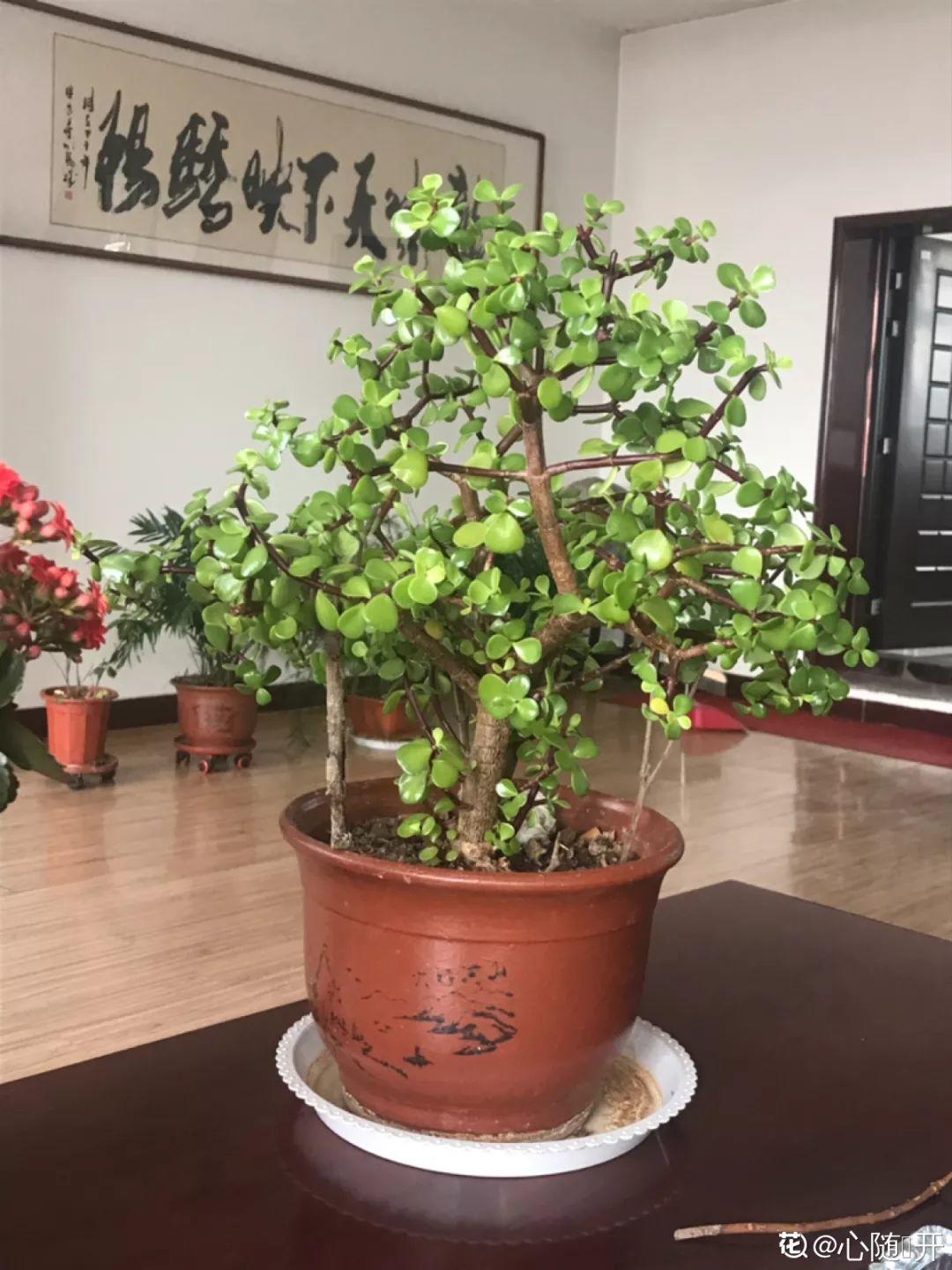 人养花,花也养人,这15种花,越养家里越干净