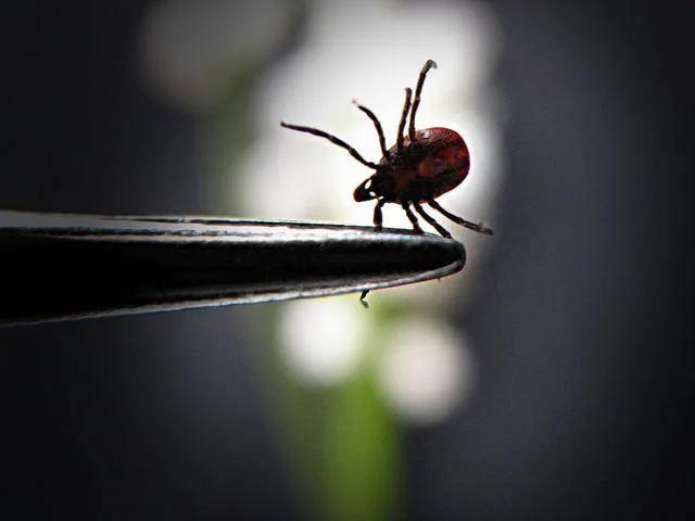 紧急！临沂疾控提醒：“夺命虫”开始活跃