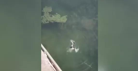突发！临沂一男子从5米高的桥上纵身跳下！这一幕太揪心