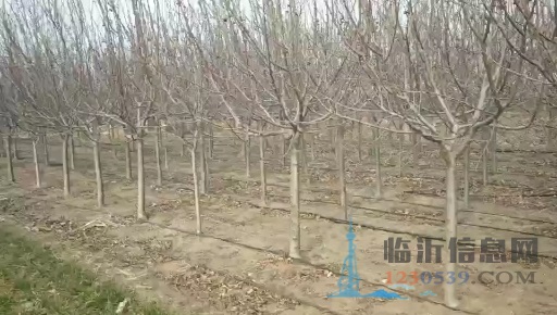 出售冬红海棠