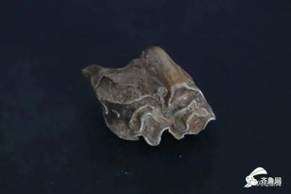 重要发现！临沂发现一处旧石器遗址，距今约3-5万年