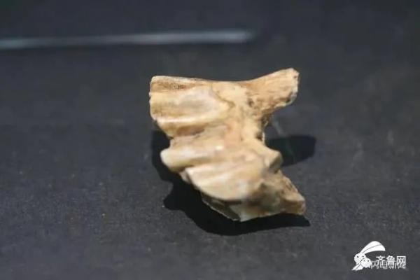 重要发现！临沂发现一处旧石器遗址，距今约3-5万年