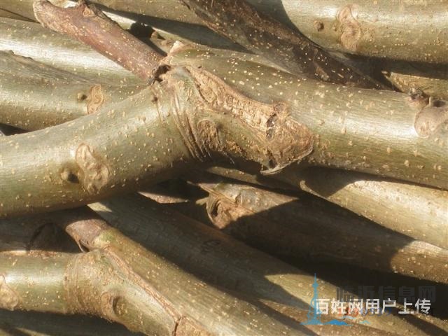 出售嫁接薄皮核桃树苗。红枣树苗