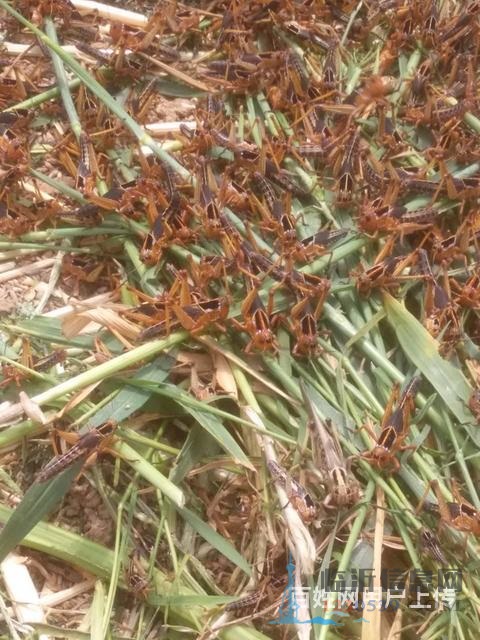 出售蚂蚱苗、蝗虫苗