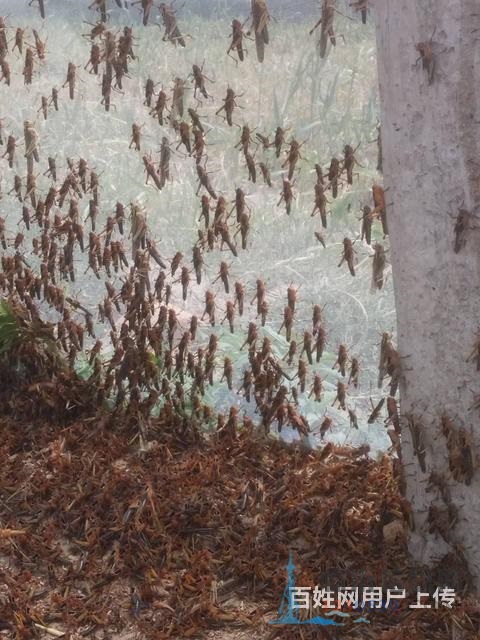 出售蚂蚱苗、蝗虫苗