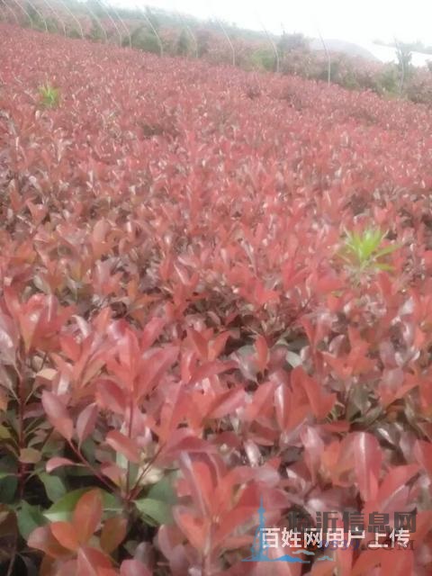 售樱花苗，龙柏苗，雪松苗，紫叶李，海棠苗