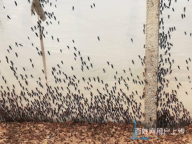 活体蚂蚱、蝗虫、草蜢、蚱蜢、鸟活食画眉鸟食龟活食