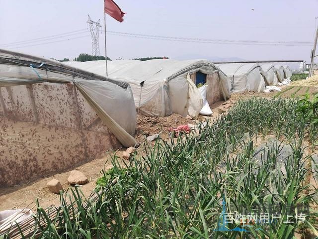 活体蚂蚱、蝗虫、草蜢、蚱蜢、鸟活食画眉鸟食龟活食