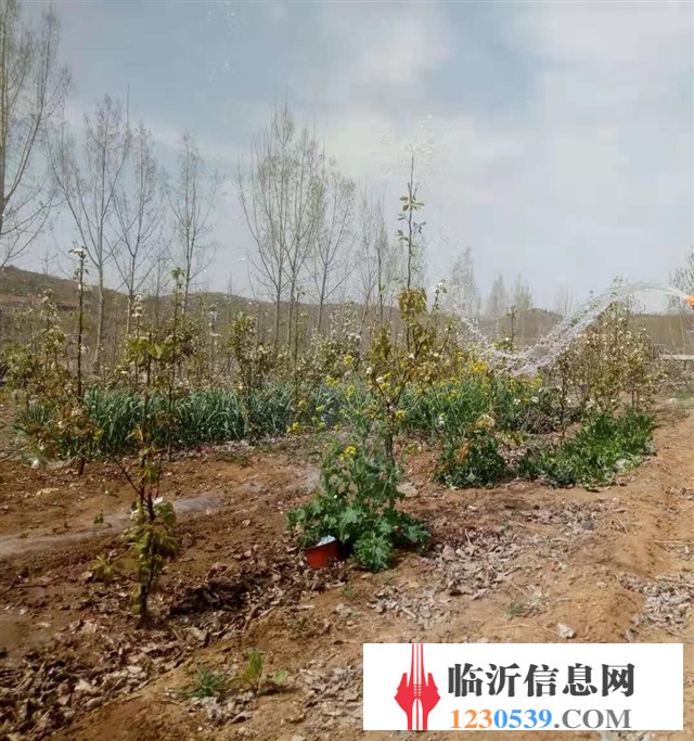 沂南县张庄镇上峪村有6亩养殖用地出租