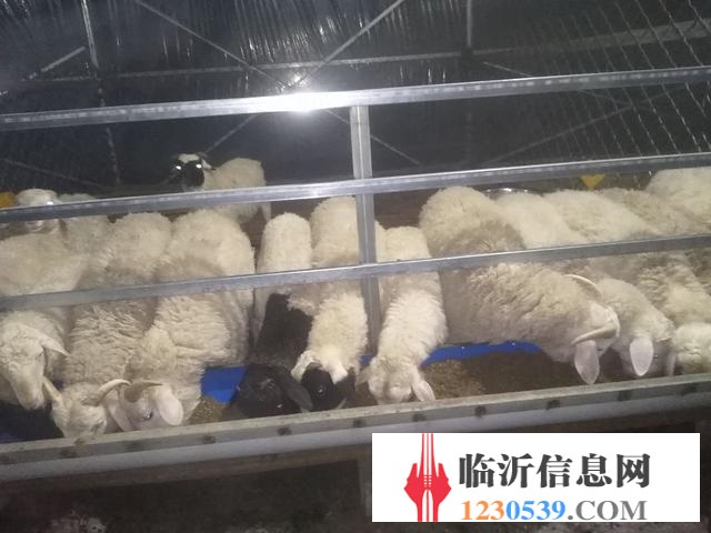 卖山羊锦羊有要的联系我